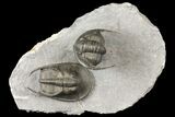 Scotoharpes Trilobite With Cornuproetus - Boudib, Morocco #125133-1